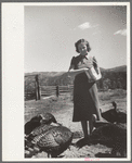 Mrs. Louise Temple feeds some of her turkeys on their farm in Chaffee County, Colorado