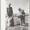 Child labor in the onion field, Delta County, Colorado
