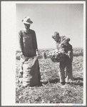 Child labor in the onion field, Delta County, Colorado