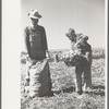 Child labor in the onion field, Delta County, Colorado