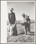 Child labor in the onion field, Delta County, Colorado