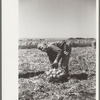 Child labor in the onion field, Delta County, Colorado