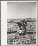 Child labor in the onion field, Delta County, Colorado