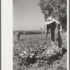 Onion field worker, Delta County, Colorado