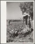 Onion field worker, Delta County, Colorado