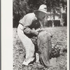 Girl fills bag with onions, Delta County, Colorado