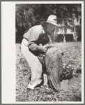 Girl fills bag with onions, Delta County, Colorado