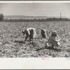 Onion pickers, Delta County, Colorado