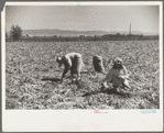 Onion pickers, Delta County, Colorado