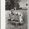 Picking onions, Delta County, Colorado