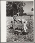 Picking onions, Delta County, Colorado