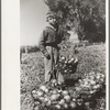 Working in onion fields, Delta County, Colorado