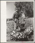 Working in onion fields, Delta County, Colorado