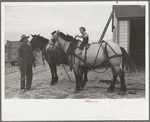 Thomas W. Beede, resettlement client, Western Slope Farms, Colorado gives his youngest daughter a ride