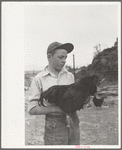 Wayne Beede, son of resettlement client, Western Slope Farms, Colorado, exhibits a champion rooster
