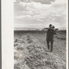 Thomas W. Beede and his bean field, Western Slope Farms, Colorado