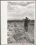 Thomas W. Beede and his bean field, Western Slope Farms, Colorado