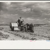 Bean threshers, western Colorado