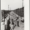 Loading sheep into freight cars, stockyard, Denver, Colorado