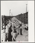 Loading sheep into freight cars, stockyard, Denver, Colorado