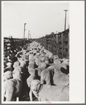 Loading sheep into freight cars, stockyard, Denver, Colorado