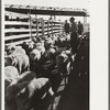 Sheep in stockyard, Denver, Colorado