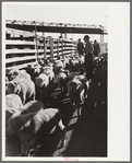 Sheep in stockyard, Denver, Colorado