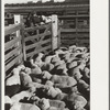 Loading sheep in stockyard, Denver, Colorado