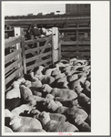 Loading sheep in stockyard, Denver, Colorado