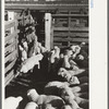 Loading sheep into freight cars, stockyard, Denver, Colorado