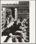 Loading sheep into freight cars, stockyard, Denver, Colorado