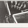 Purpose steers are locked in tent for shipment, stockyard, Denver, Colorado