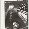 Sheep on way to loading camp stockyard, Denver, Colorado