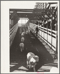 Sheep on way to loading camp stockyard, Denver, Colorado