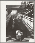 Sheep on way to loading camp stockyard, Denver, Colorado