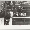 Cattle buyer looking over a pen full of Herefords, Denver, Colorado