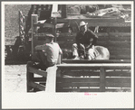 Cattle buyer looking over a pen full of Herefords, Denver, Colorado