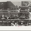 Cattle near the scale house, stockyards, Denver, Colorado