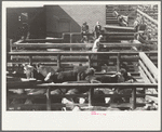 Cattle near the scale house, stockyards, Denver, Colorado