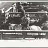 Buyers from the big packing plant in the stockyards, Denver, Colorado