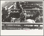 Buyers from the big packing plant in the stockyards, Denver, Colorado