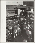 Loading sheep into stockcars, Denver, Colorado
