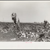 Topping sugar beets, Adams County, Colorado