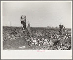 Topping sugar beets, Adams County, Colorado