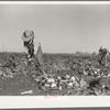 Topping sugar beets, Adams County, Colorado