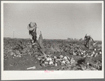 Topping sugar beets, Adams County, Colorado