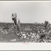 Topping sugar beets, Adams County, Colorado