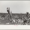 Topping sugar beets, Adams County, Colorado