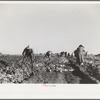 Harvesting sugar beets, Adams County, Colorado