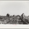 Harvesting sugar beets, Adams County, Colorado